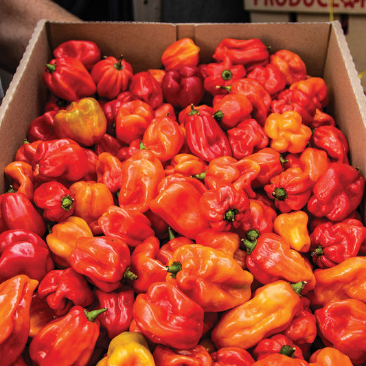 Chilli heads: Exploring a World of Hot Sauces