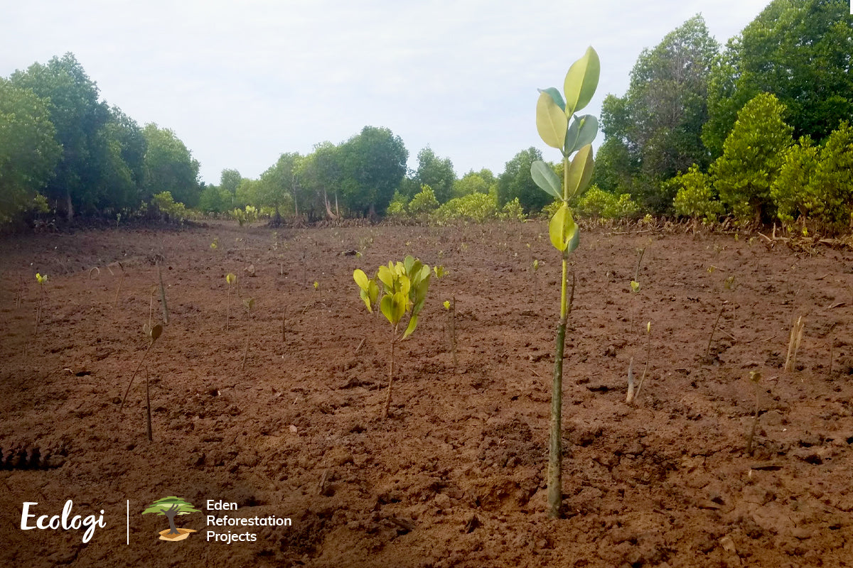 Ecologi | Eden Reforestation Projects