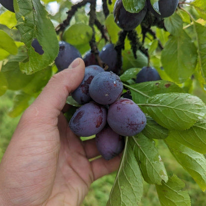 Fig Chutney Made With British Plums