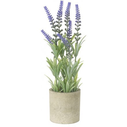 Lavender Flower Plant In Pot